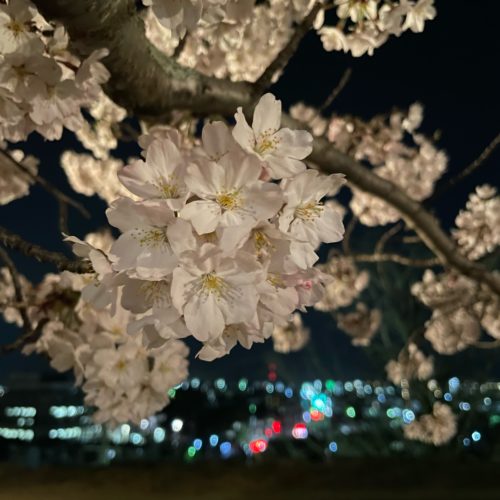 松阪市内　桜の開花状況【令和4年4月1日現在】
