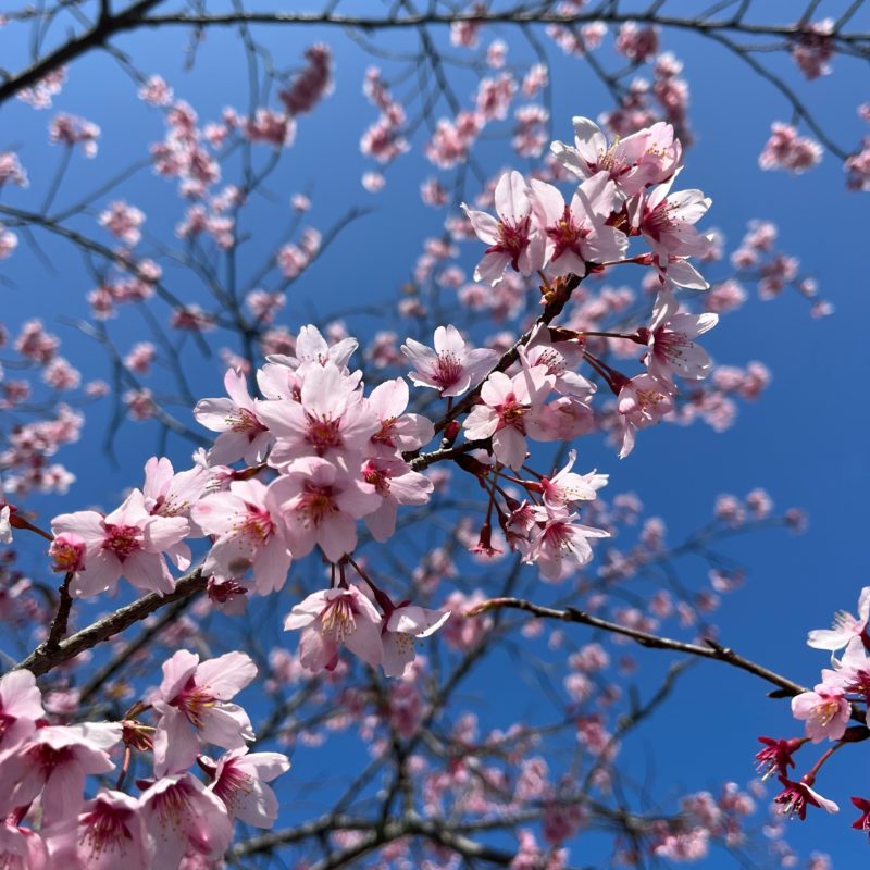 松阪市内　桜の開花状況【令和4年3月26日現在】