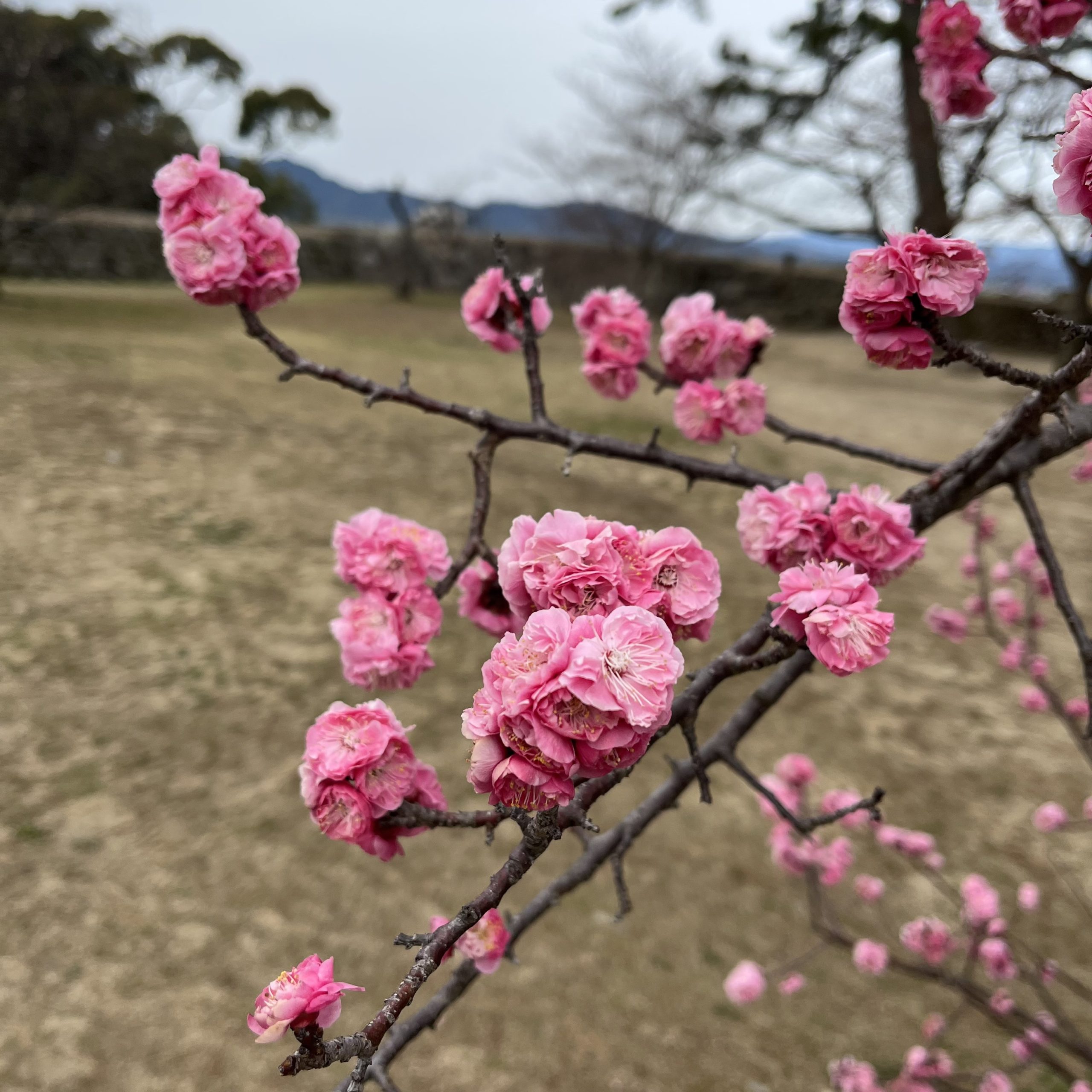 【梅　開花状況】松坂城跡　2022年3月21日