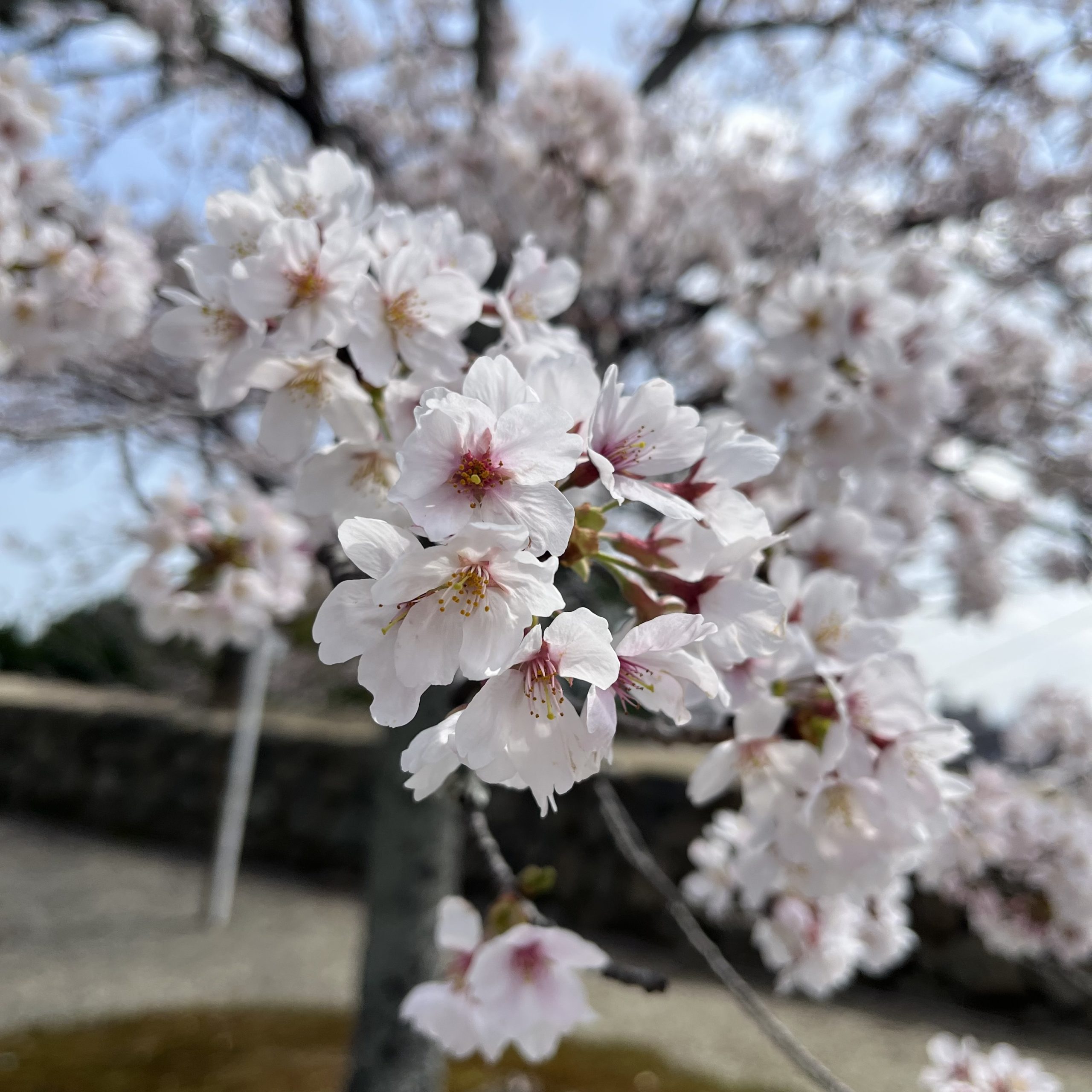 松阪市内　桜の開花状況【令和4年3月30日現在】