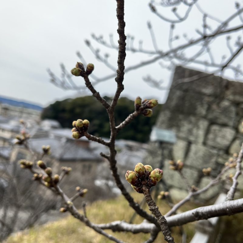 松阪市内　桜開花状況【令和4年3月23日現在】