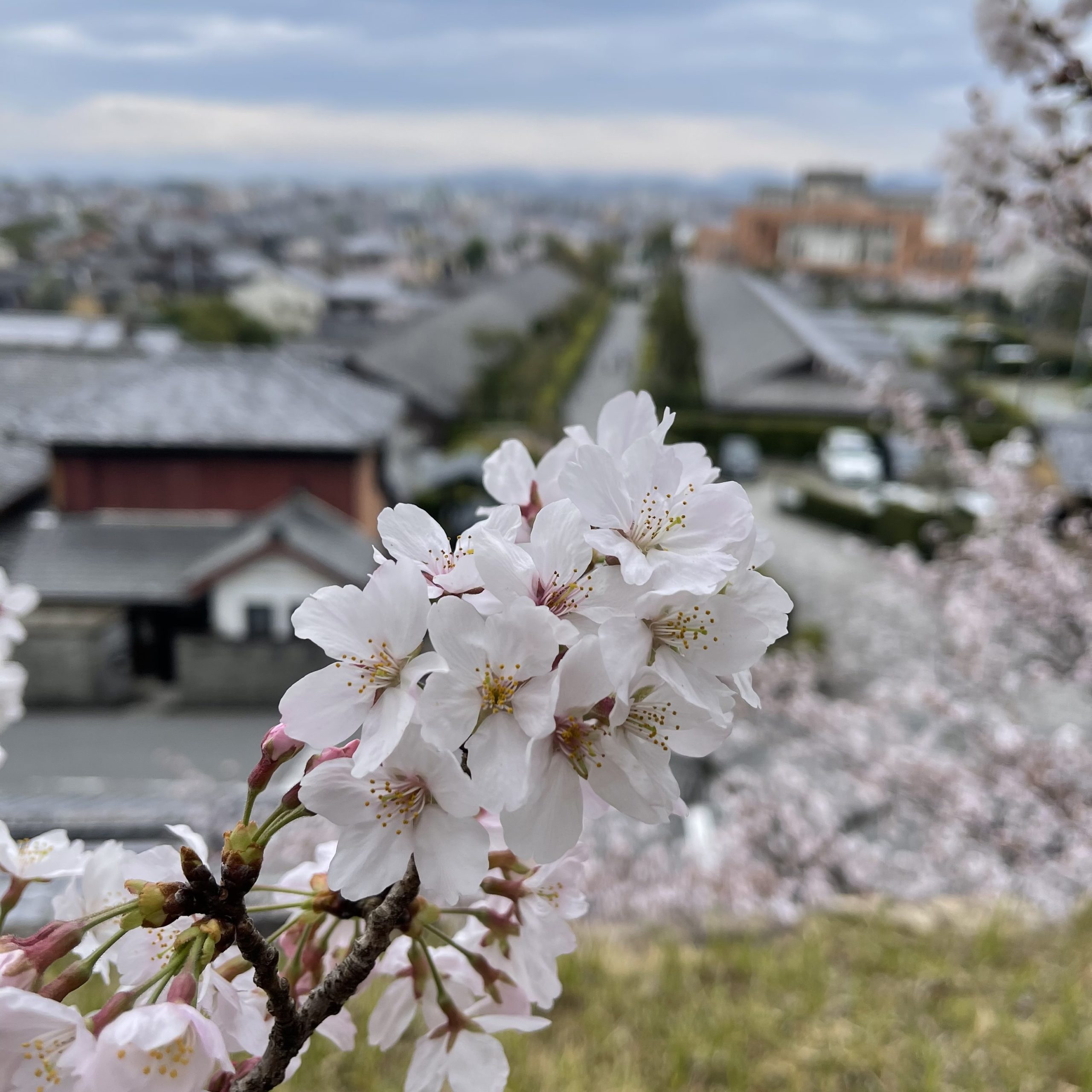 松阪市内　桜の開花状況【令和4年3月31日現在】