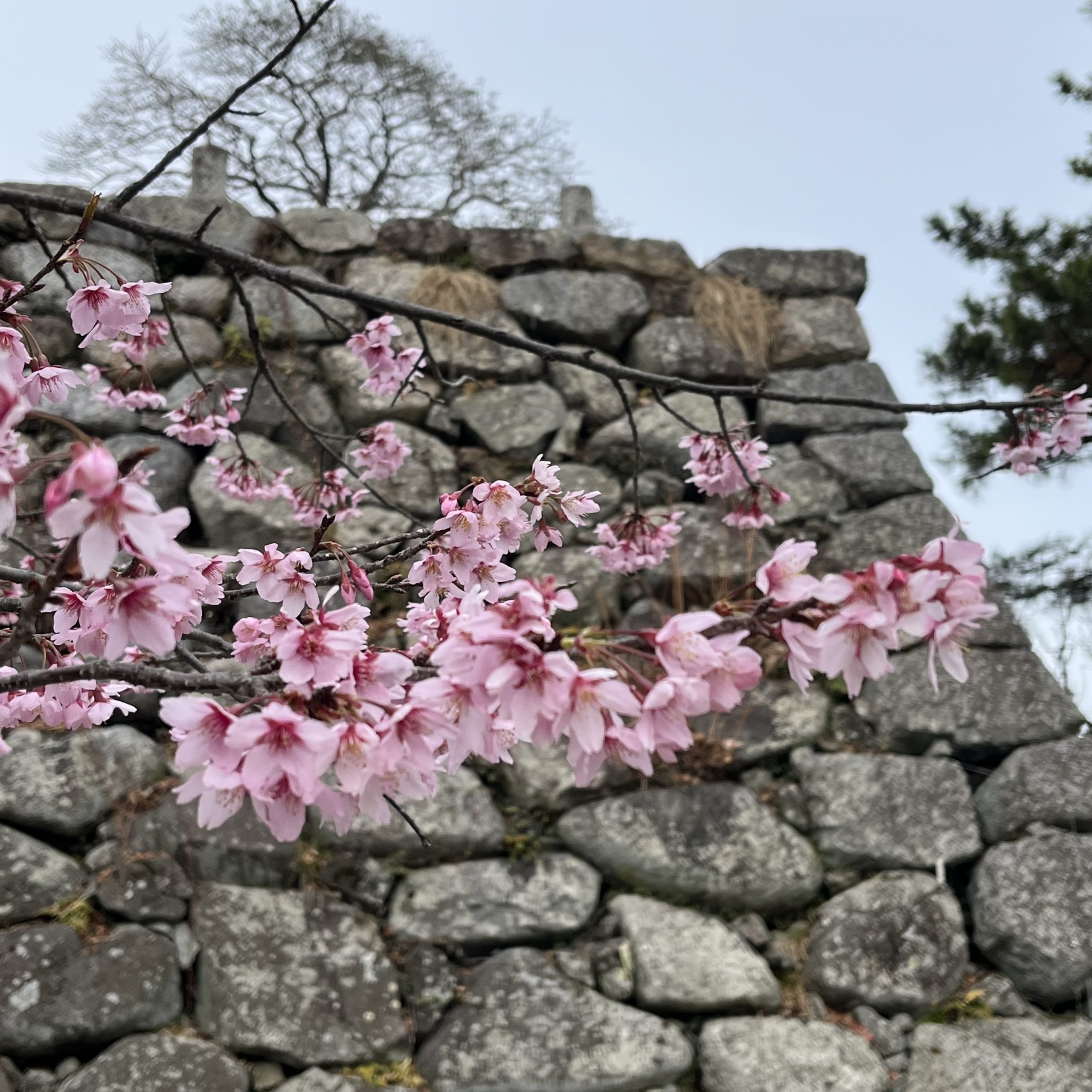 松阪市内　桜開花状況【令和4年3月24日現在】