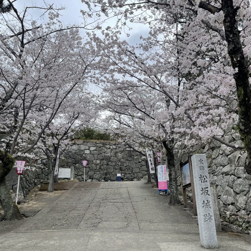 松阪市内　桜の開花状況【令和4年4月2日現在】