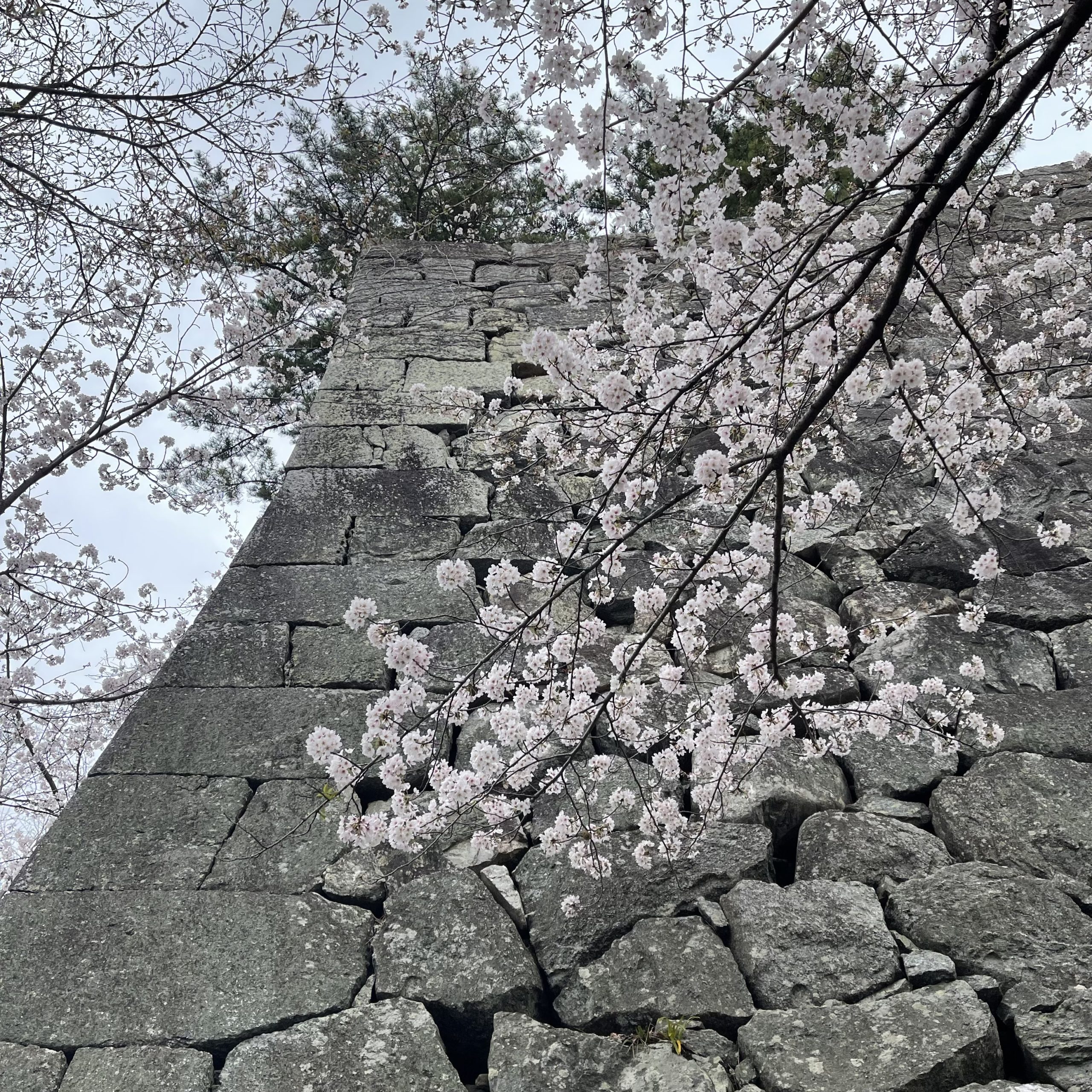 松阪市内　桜の開花状況【令和4年4月3日現在】