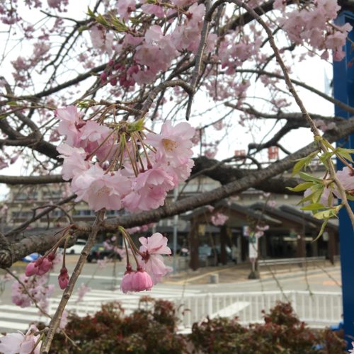 JR松阪駅前　桜の様子