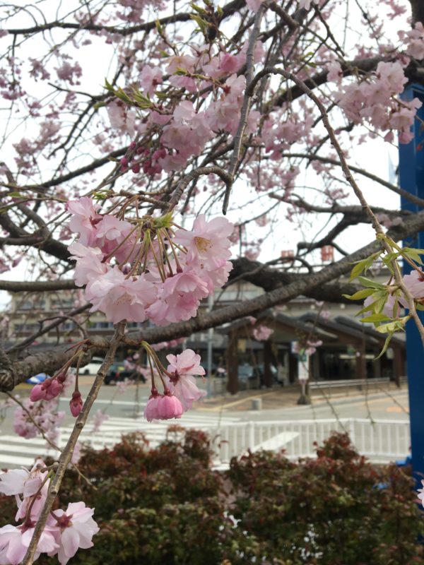 JR松阪駅前　桜の様子