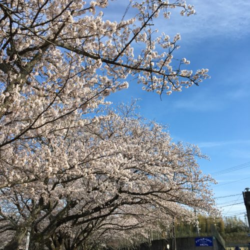 松阪市内　桜の開花状況【令和4年4月4日現在】