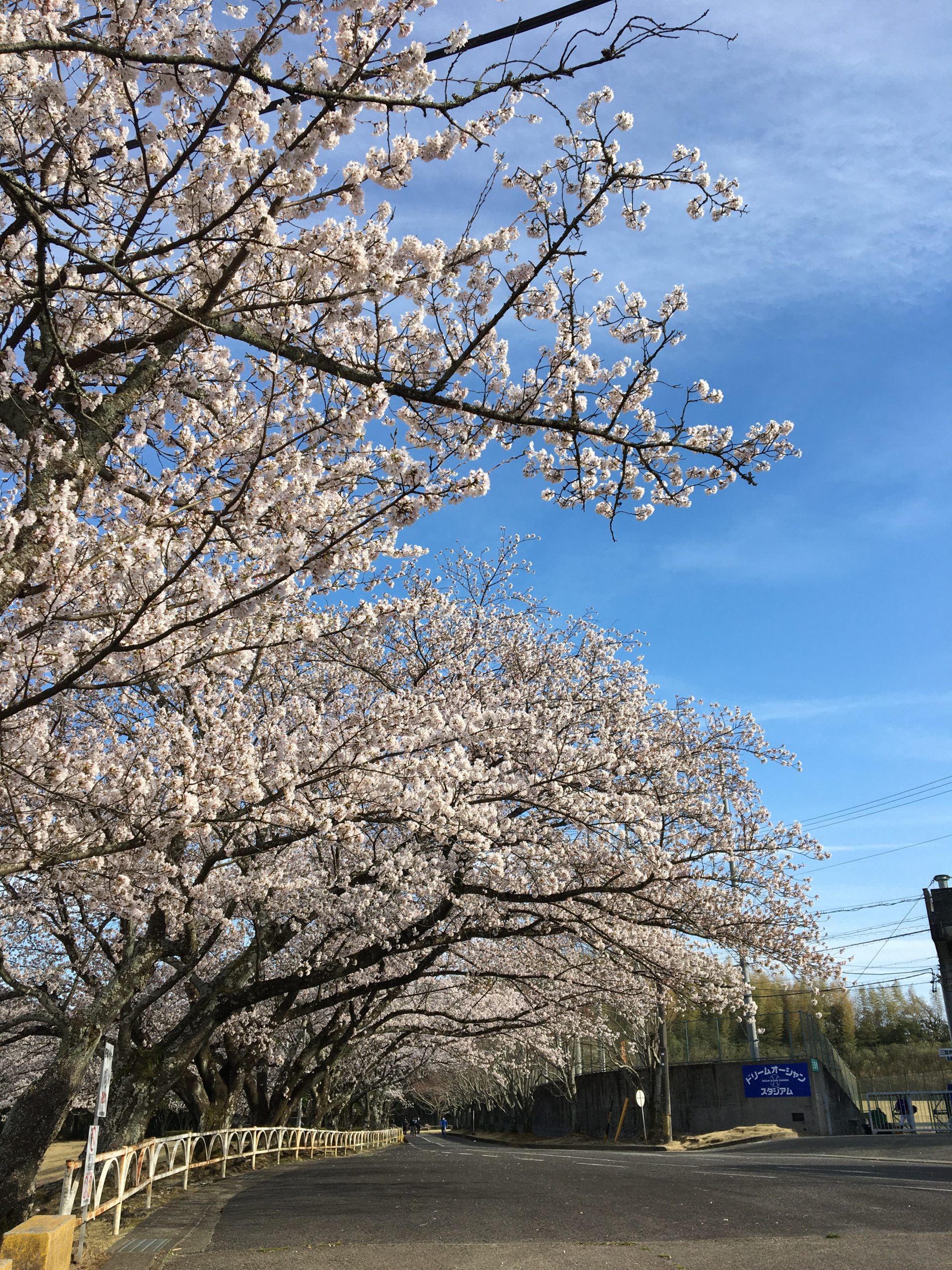 松阪市内　桜の開花状況【令和4年4月4日現在】