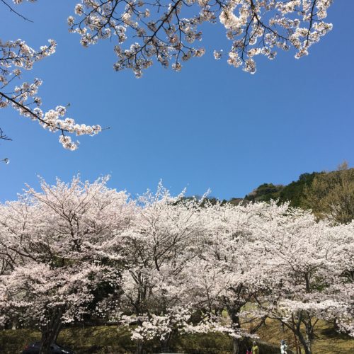 松阪市内　桜の開花状況【令和4年4月6日現在】