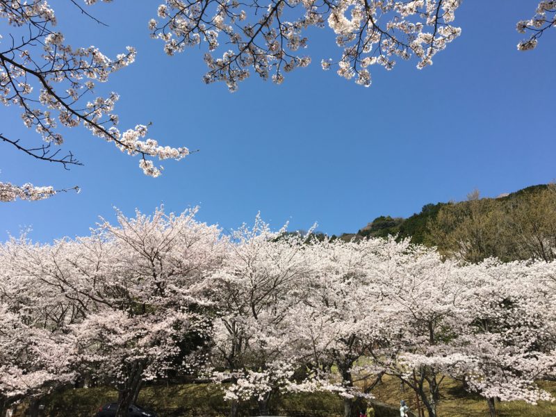 松阪市内　桜の開花状況【令和4年4月6日現在】