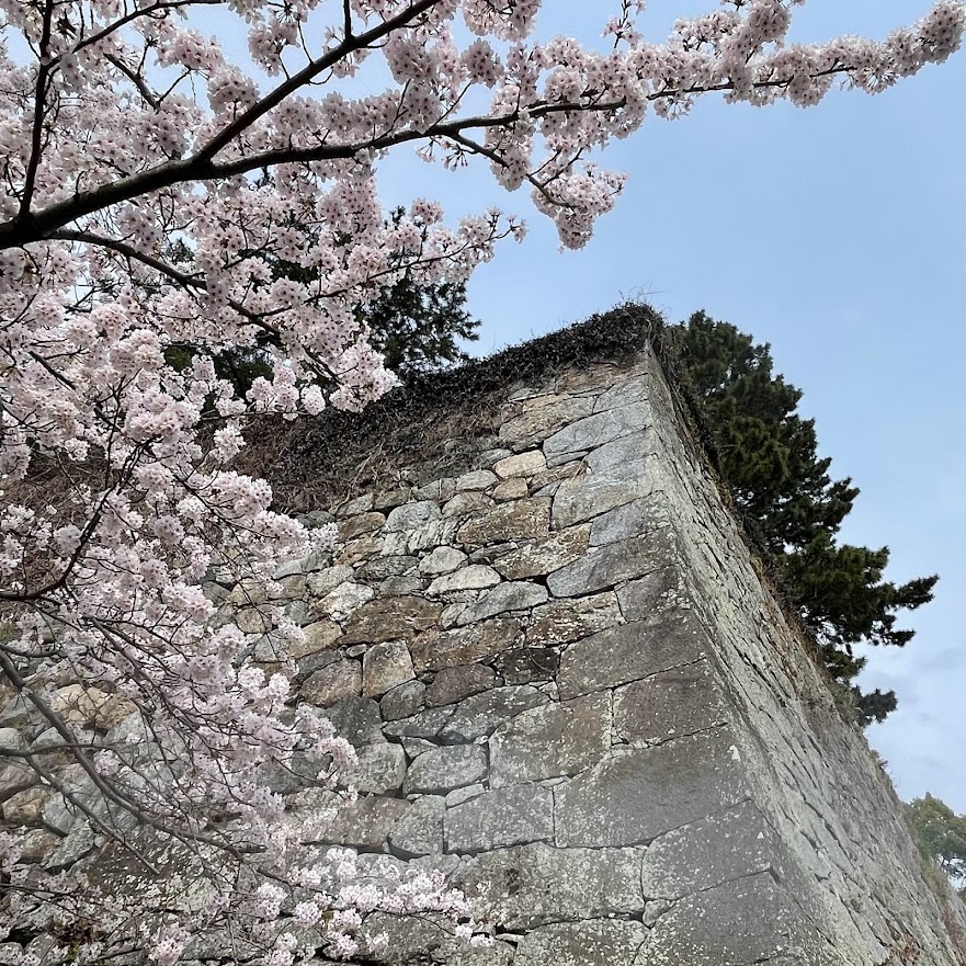 松坂城跡桜ドローンショーについて【令和5年3月30日(木)・31日(金)】