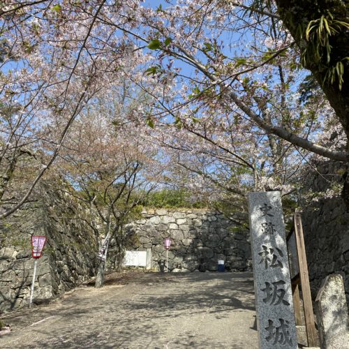 松阪市内　桜の開花状況【令和4年4月10日現在】
