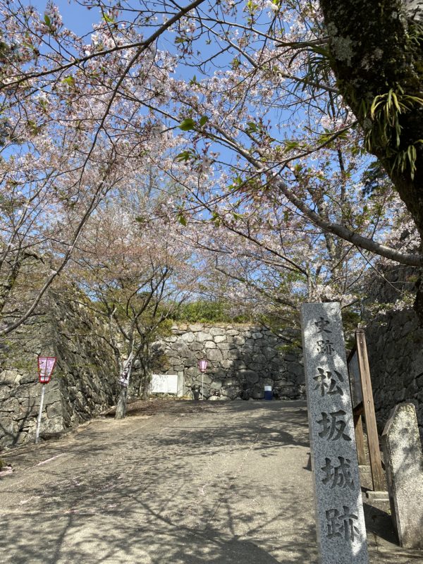松阪市内　桜の開花状況【令和4年4月8日現在】