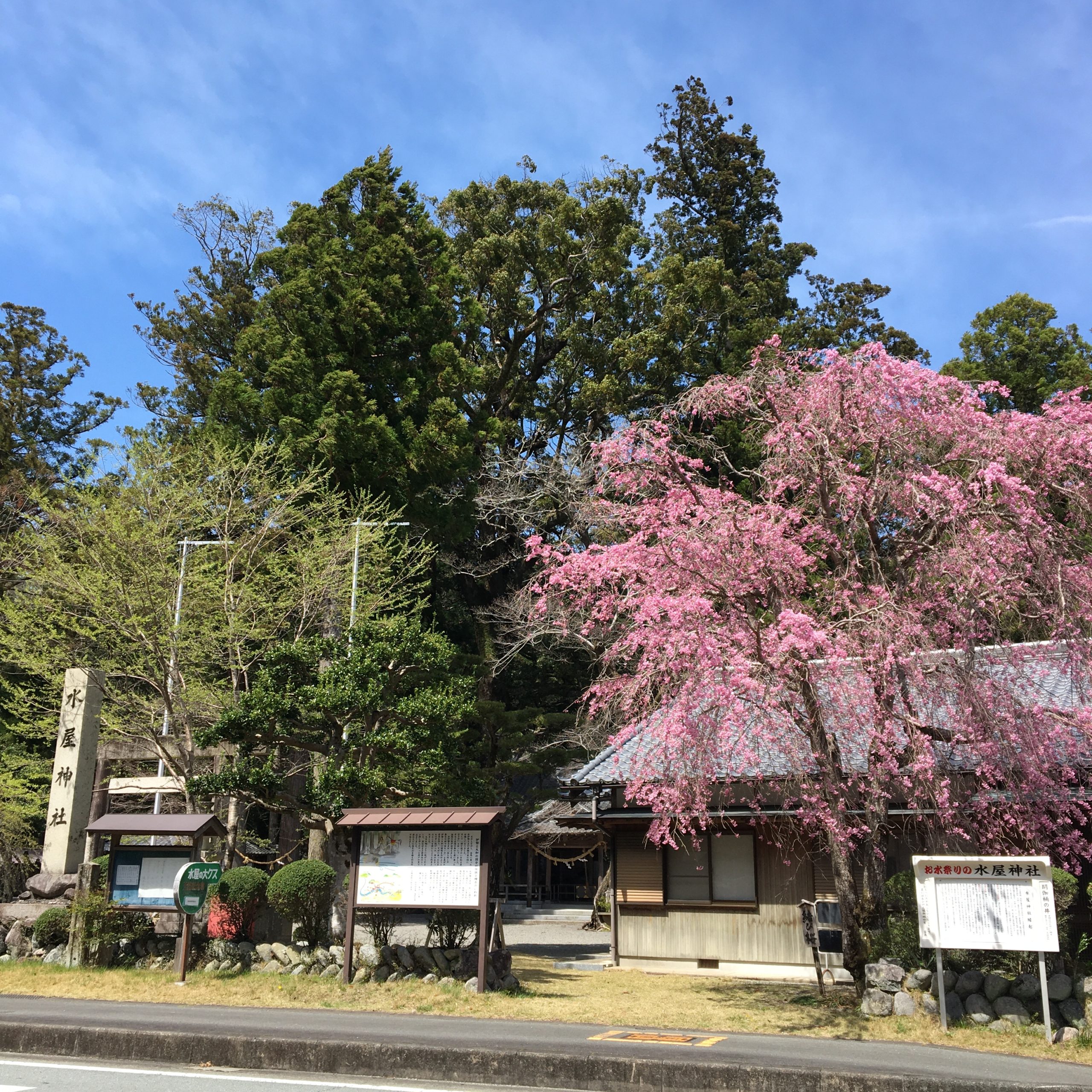 飯高町、飯南町、大石町の桜の様子です。