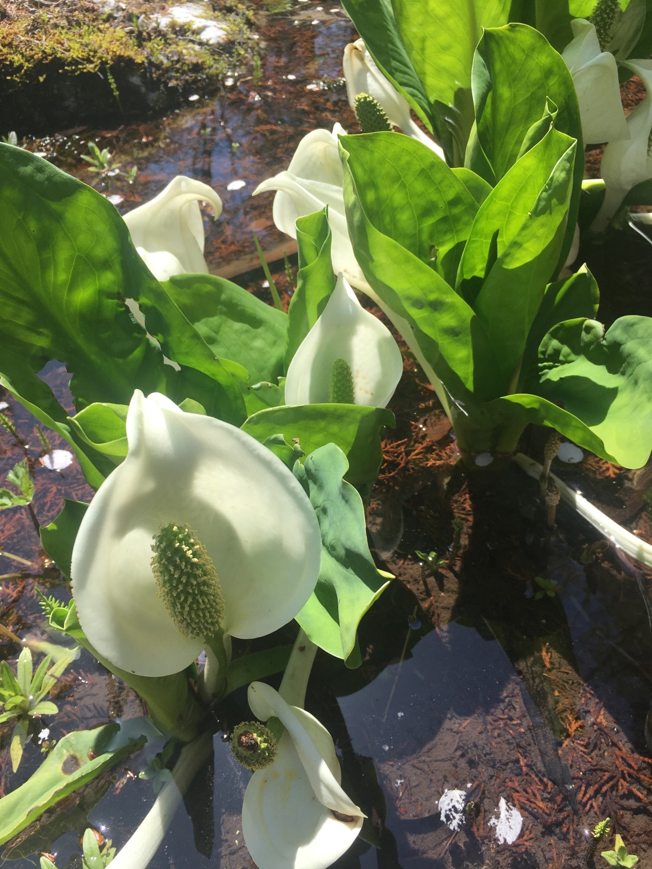 波瀬植物園　水芭蕉が見頃です！【令和4年4月10日現在】