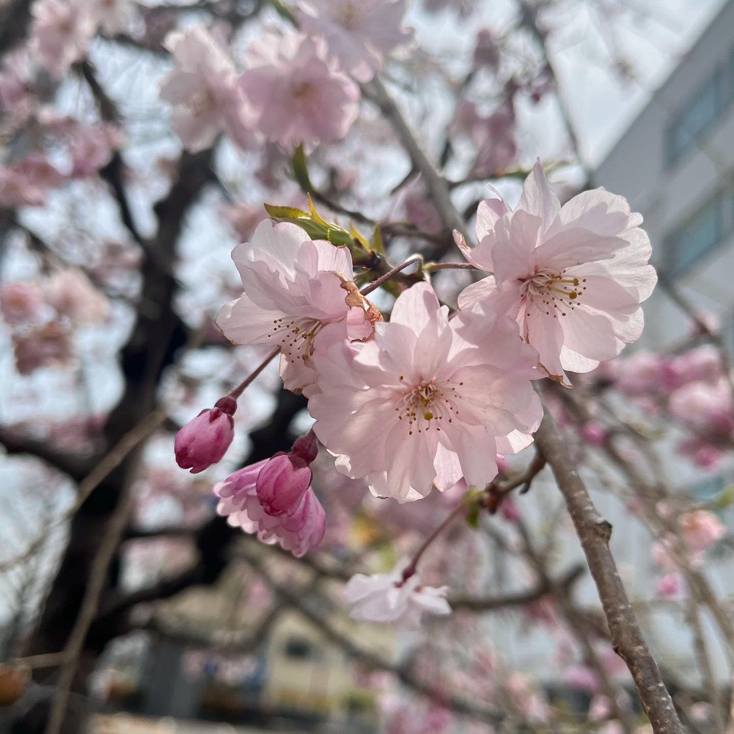 令和4年 「四方の桜めぐり キーワードラリー」開催中