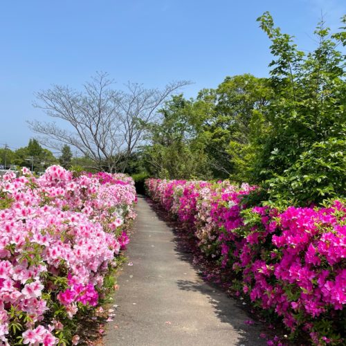 ツツジが見頃です【阪内川　はなぞの広場】