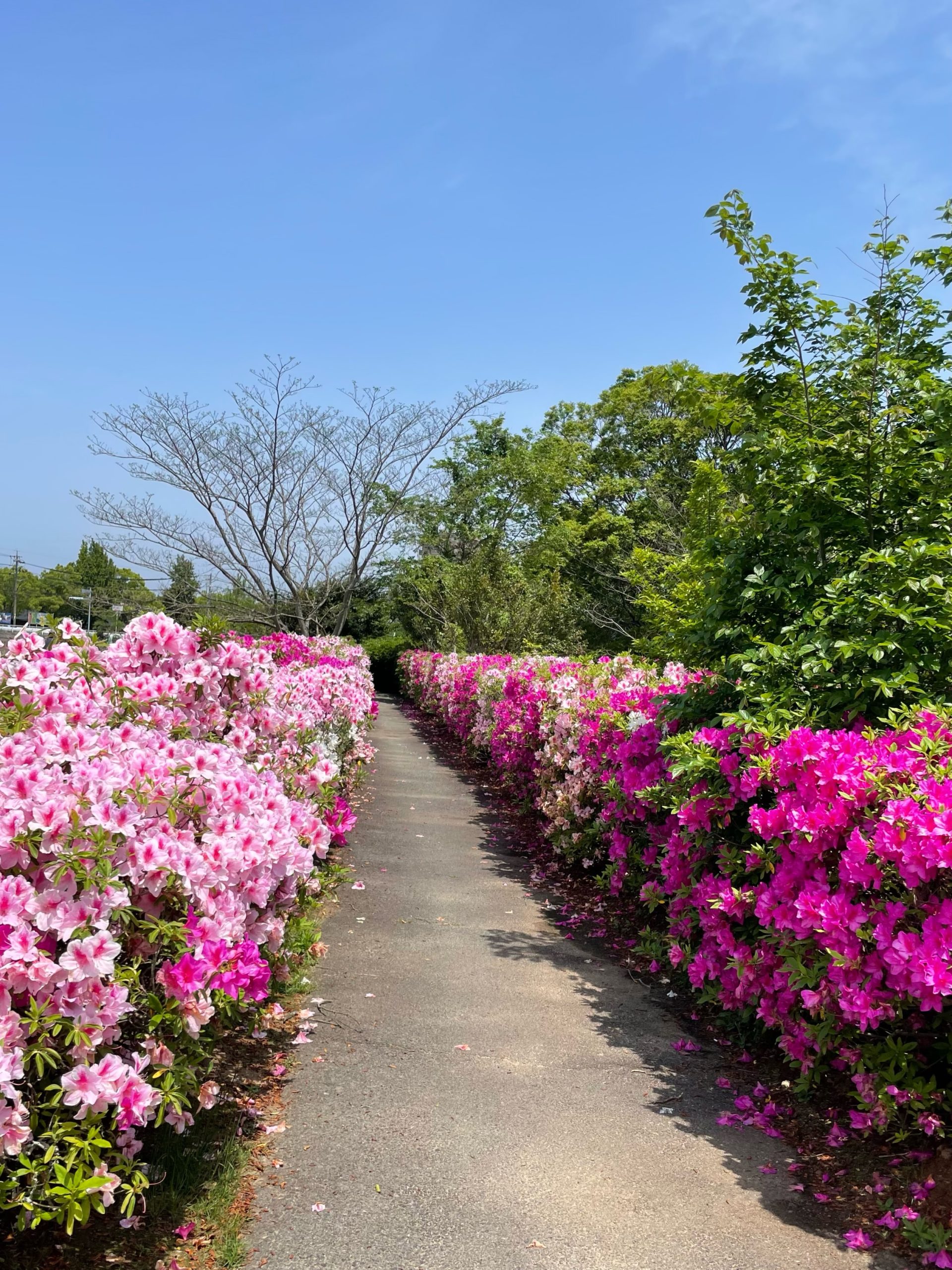 ツツジが見頃です【阪内川　はなぞの広場】