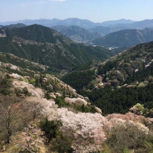 相津峠　山桜が見頃です。
