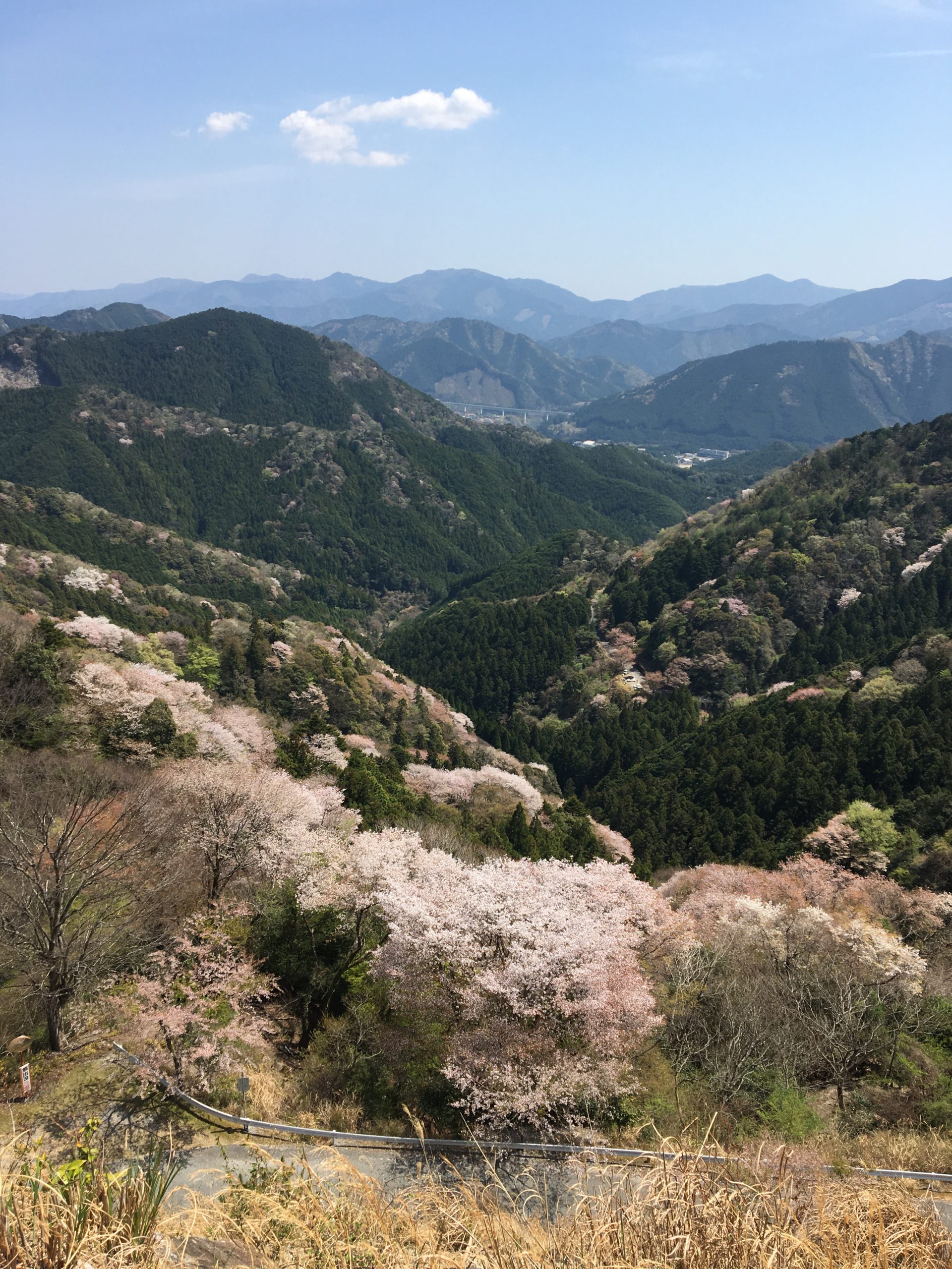 相津峠　山桜が見頃です。