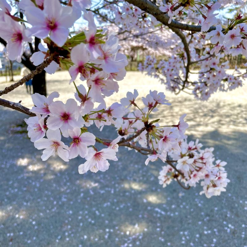 松阪市内　桜の開花状況【令和4年4月11日現在】