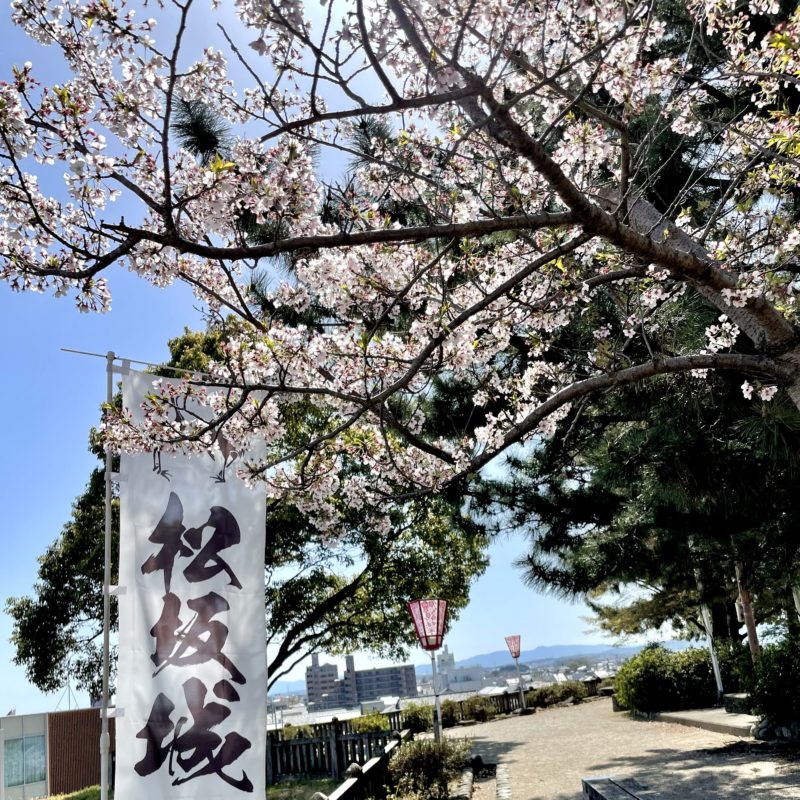 松阪市内　桜の開花状況【令和4年4月5日現在】