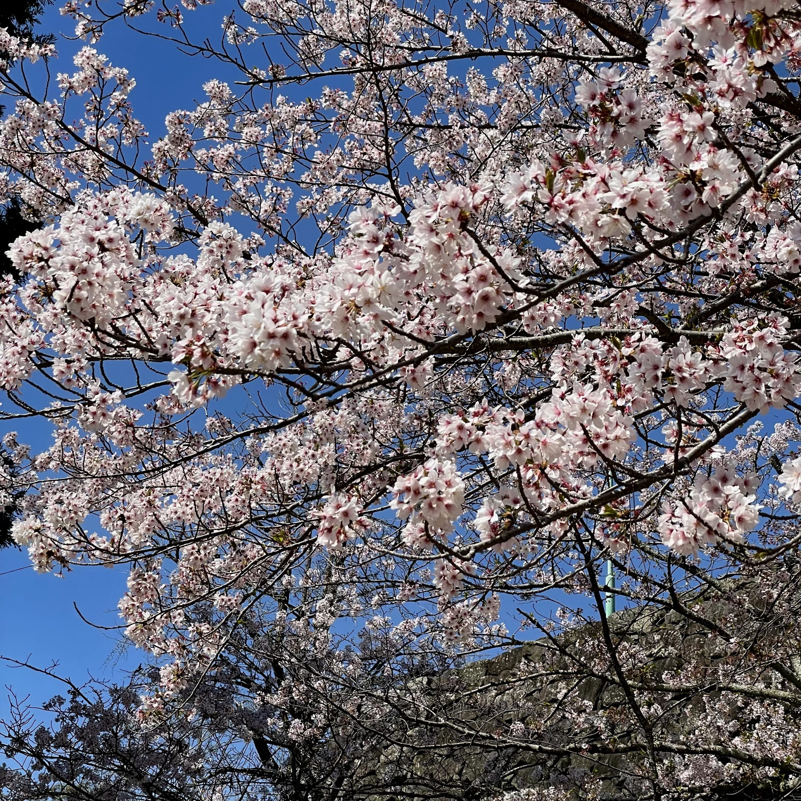 松阪市内　桜の開花状況【令和4年4月7日現在】