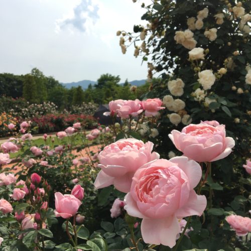 ローズフェア開催中！5月29(日）まで。【松阪農業公園ベルファーム】