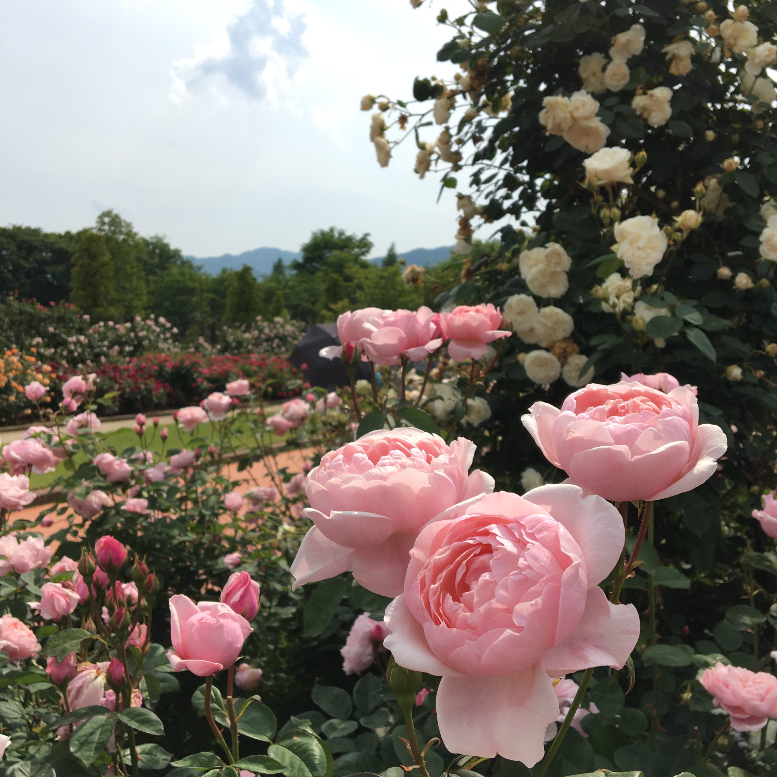 ローズフェア開催中！5月29(日）まで。【松阪農業公園ベルファーム】