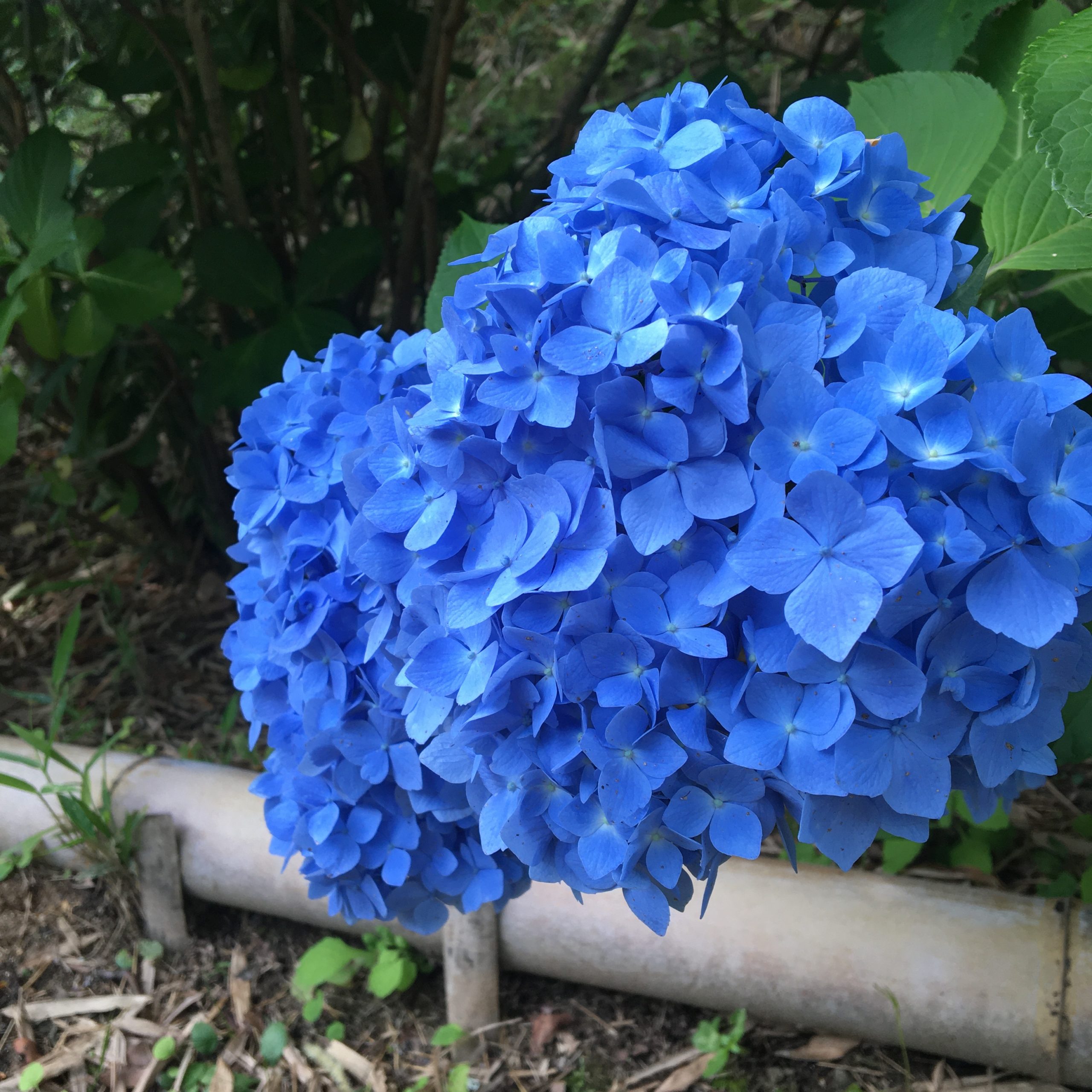 松阪市内の紫陽花　【中部台運動公園】