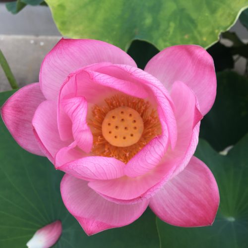 朝田寺　蓮の花の様子