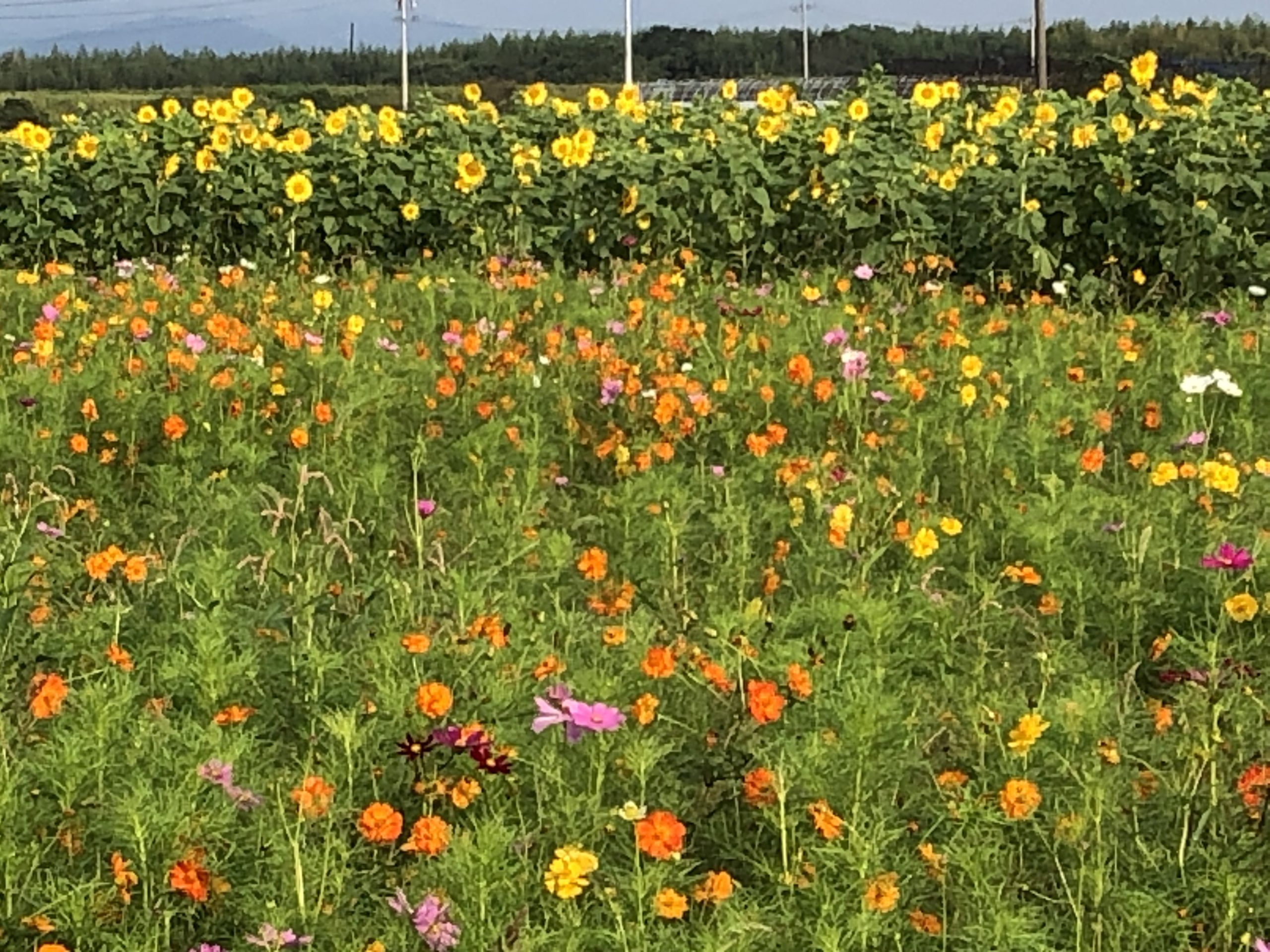 星合町　コスモス畑・ひまわり畑　開花しています！