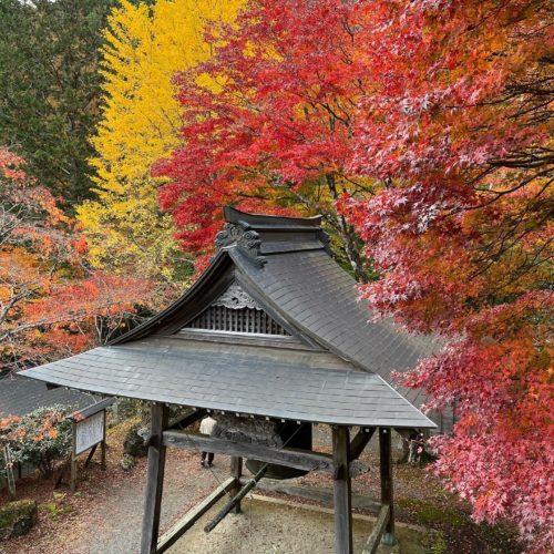 飯高町　天開山泰運寺　紅葉状況