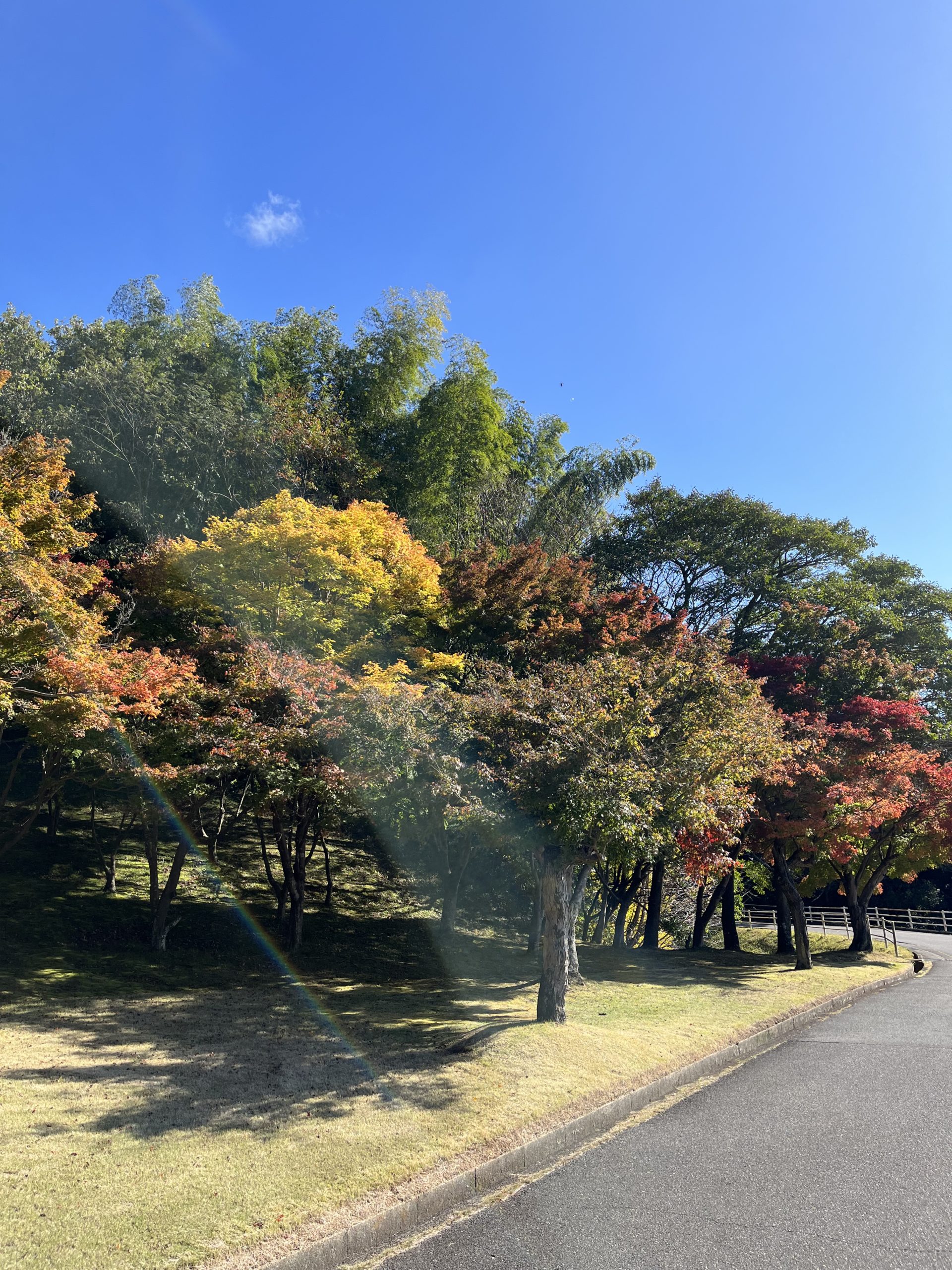 松阪市中部台運動公園　紅葉状況