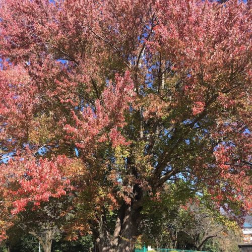 飯南町　飯南高校　ハナノキ紅葉状況【2022年11月9日現在】
