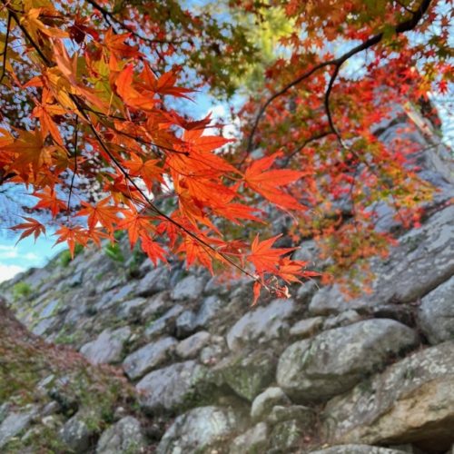 松坂城跡の紅葉状況　【2022年12月5日現在】
