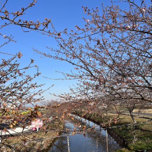 笠松町河津桜の開花状況【令和5年2月28日現在】