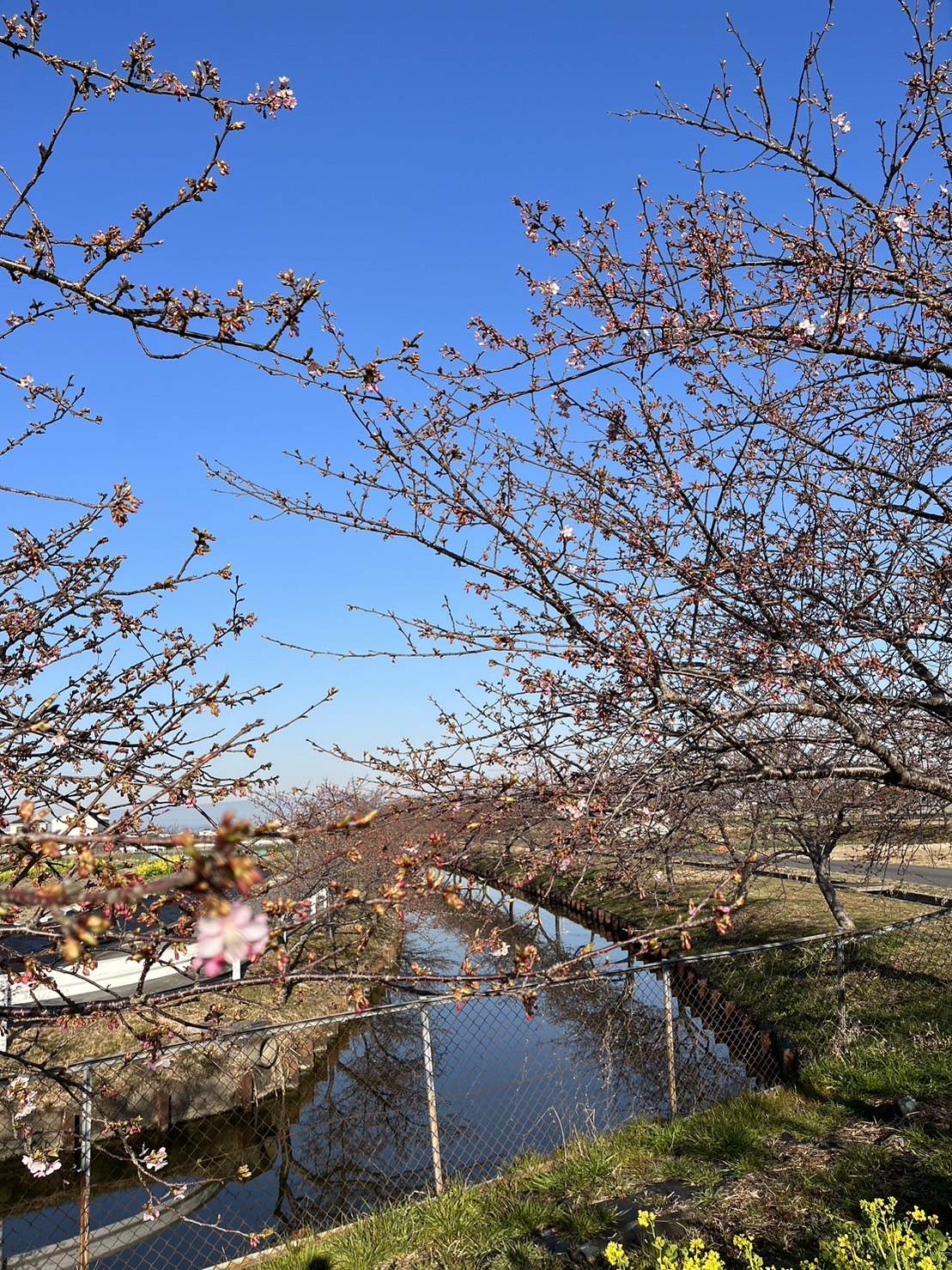 笠松町河津桜の開花状況【令和5年2月28日現在】