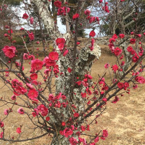 【梅　開花状況】松坂城跡　2023年2月13日