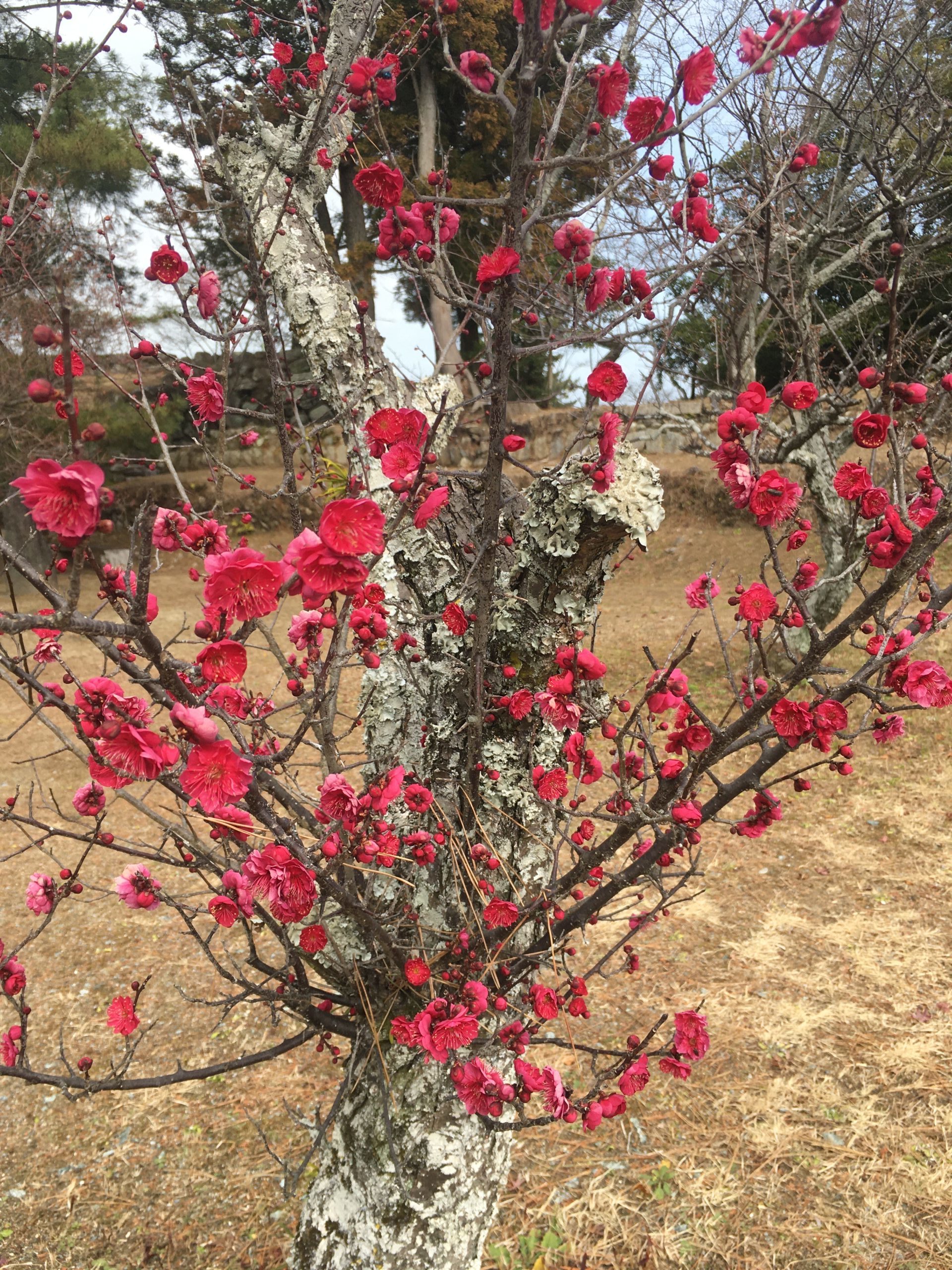 【梅　開花状況】松坂城跡　2023年2月13日