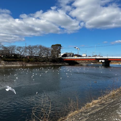 松阪　冬の風物詩　ユリカモメ
