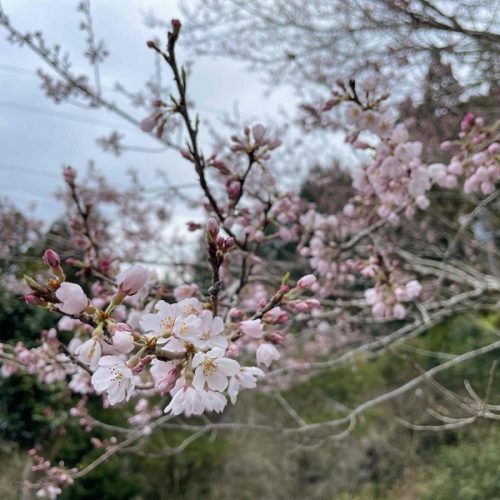 エドヒガン桜(松阪市指定天然記念物)が開花しました！！