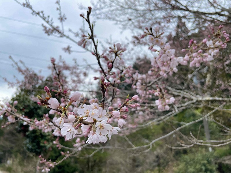 エドヒガン桜(松阪市指定天然記念物)が開花しました！！