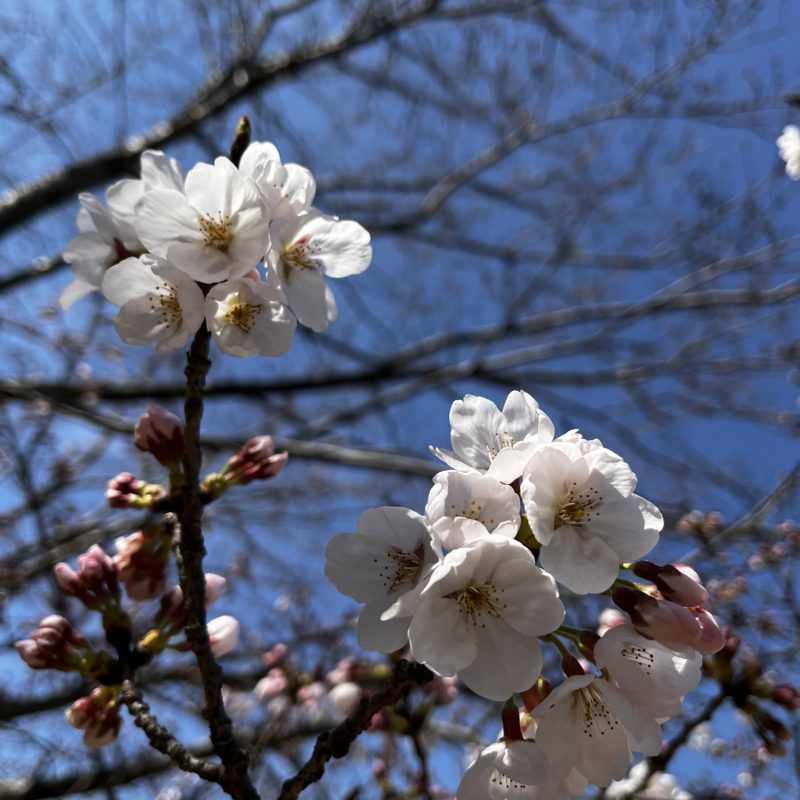 松阪市内の桜の開花状況　【令和5年3月20日現在】