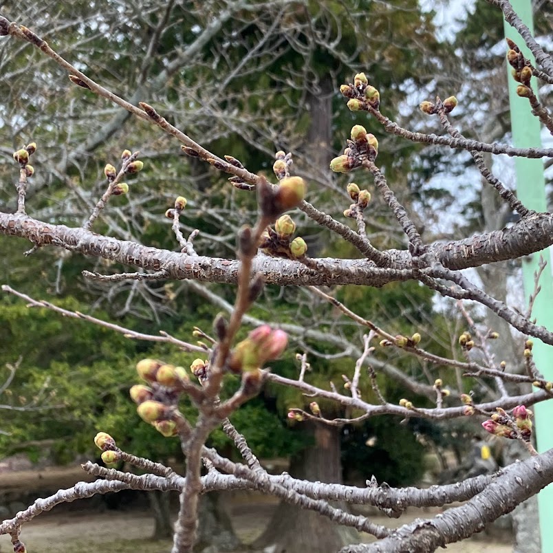 松阪市内の桜の開花状況【令和5年3月18日現在】