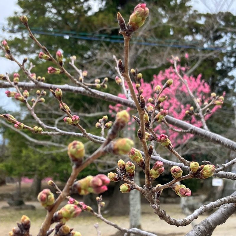 松阪市内の桜の開花状況【令和5年3月17日現在】