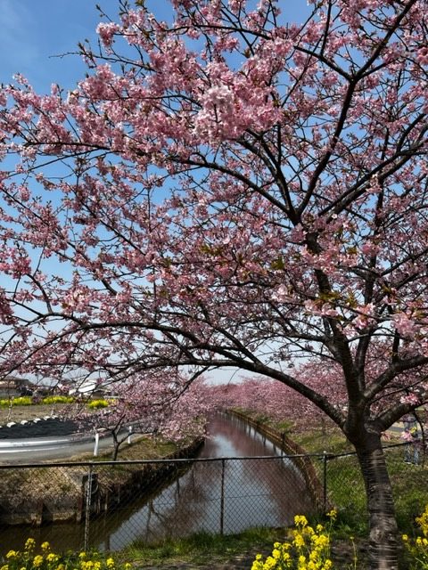 笠松町河津桜の開花状況【令和5年3月9日現在】