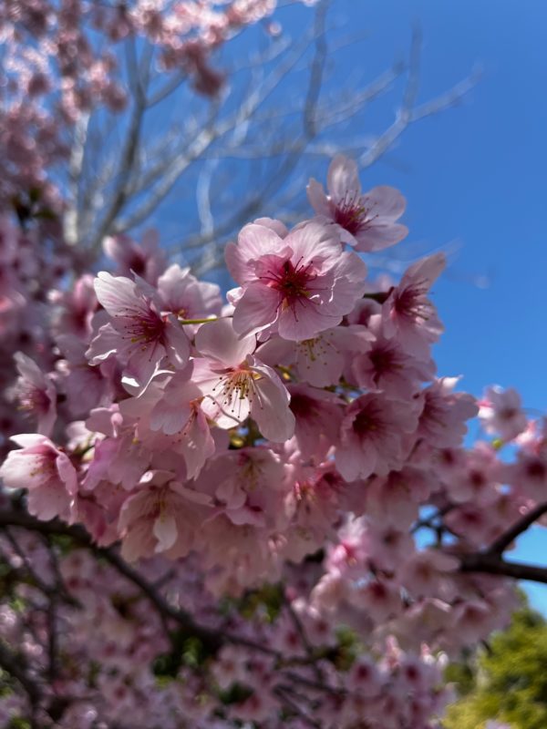 嬉野町須賀　大漁桜が満開です