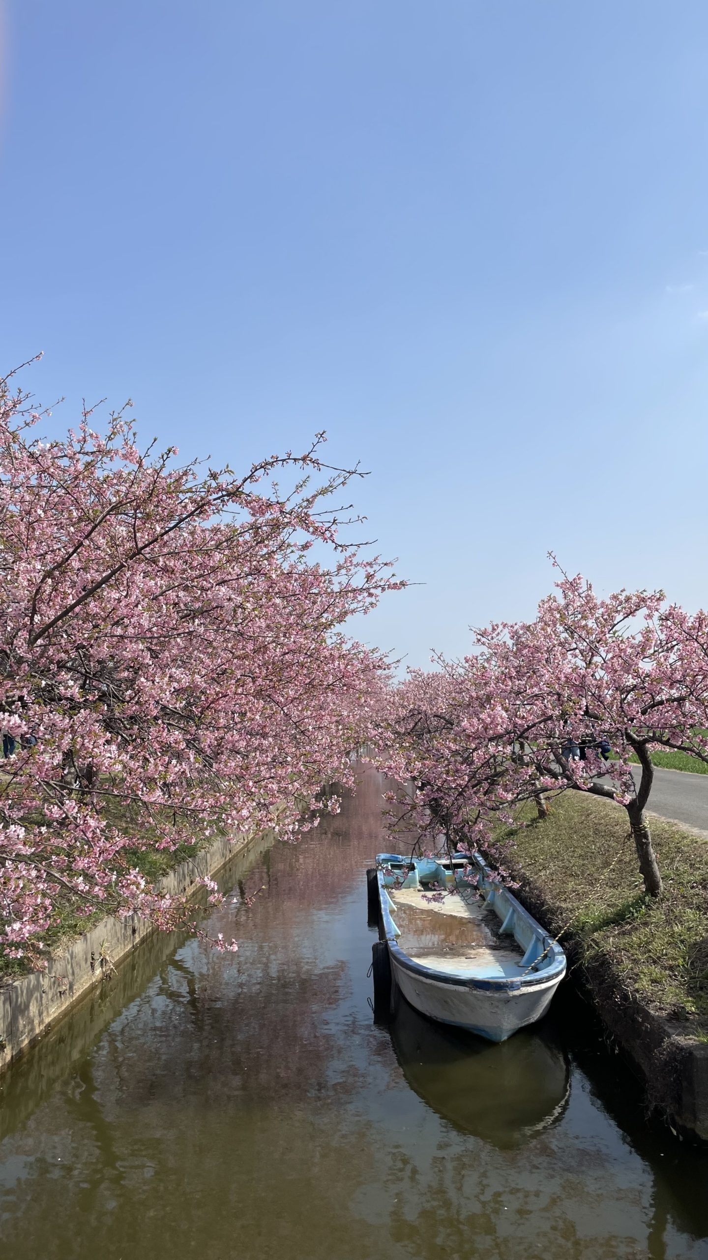 笠松町河津桜の開花状況【令和5年3月10日現在】